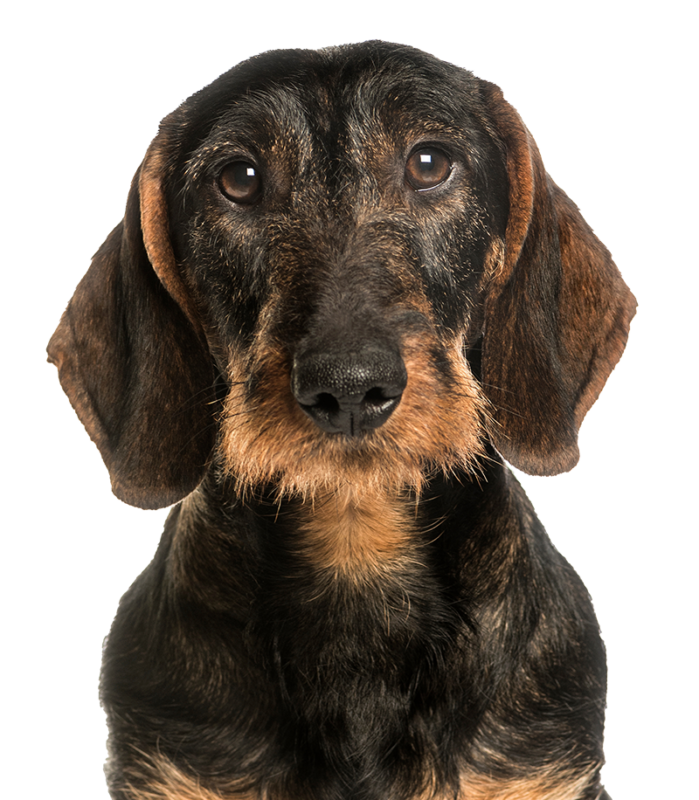 Dachshund